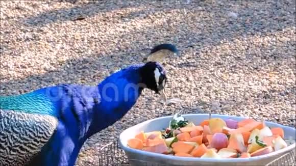 一段美丽的雄性孔雀在托盘上吃蔬菜的镜头视频的预览图