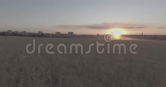 在城市建筑背景下日落时的麦田从直升机上俯瞰DLog视频的预览图
