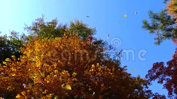秋天黄叶叶落在索菲亚公园乌曼视频的预览图