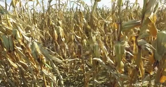 准备用干茎和玉米棒收获玉米田的视频视频的预览图