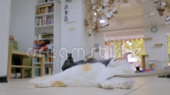可爱的猫在玩玩具视频的预览图