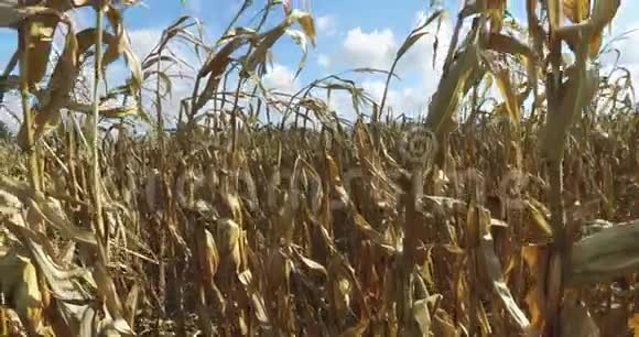 准备用干茎和玉米棒收获玉米田的视频视频的预览图