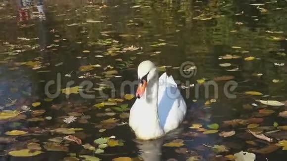 白天鹅在黄叶间的湖中游泳视频的预览图