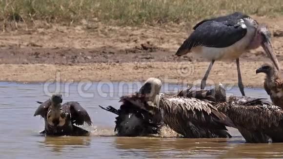 非洲白背秃鹫非洲陀螺群立在水中有巴斯马拉布鹳海雀奈尔视频的预览图