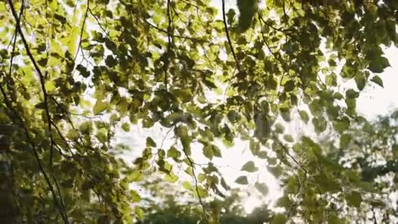 夏季白桦树顶上可见阳光闪烁视频的预览图