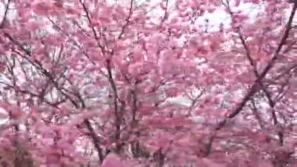 4k视频春暖花开枝繁叶茂视频的预览图