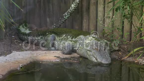 巨大的美洲鳄鱼在池塘里潜水美国视频的预览图