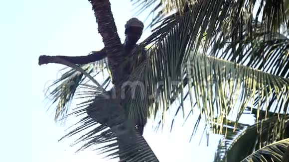 工人砍下棕榈树的叶子来收割椰子视频的预览图