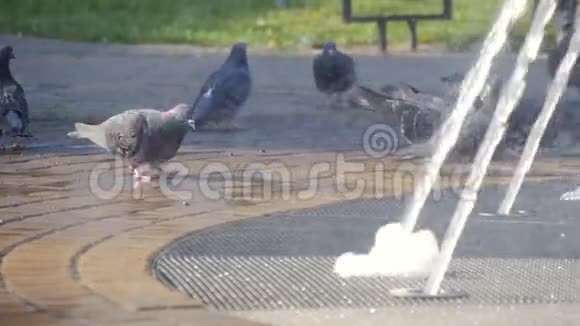 公园里喷泉里的鸽子视频的预览图