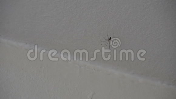 大白墙上的长腿蜘蛛窖白色墙壁上的蜘蛛科视频的预览图