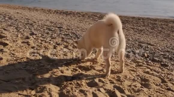 在早晨的沙滩上玩慢动作的时候一只毛茸茸的小熊咬着木棍视频的预览图