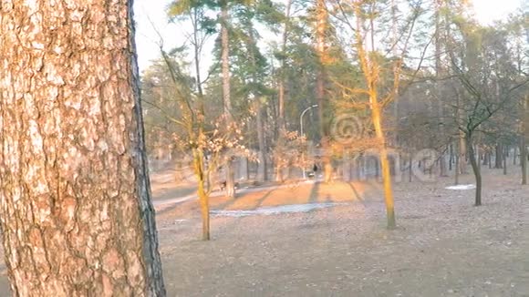 森林外围的春天公园的一个矮矮慢的全景有高大的松树和年轻的树木还有视频的预览图