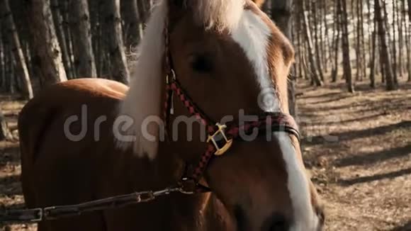 日出时一匹美丽的棕马在树林中以白色的鬃毛作为近景视频的预览图