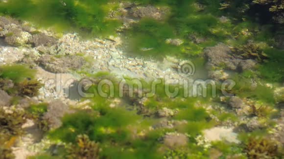 透明海洋中沙质海底的绿色模糊海藻视频的预览图