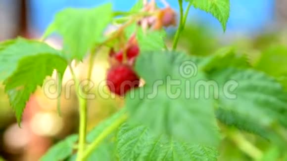 绿茎上的覆盆子果实视频的预览图
