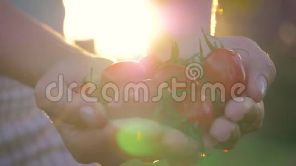 农夫手捧一手成熟的樱桃番茄对抗金色的夕阳视频的预览图