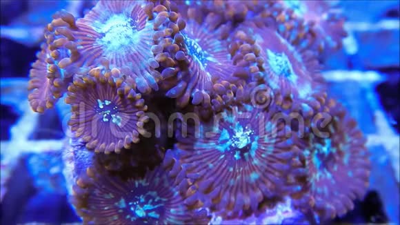 红帕莱托亚珊瑚在电流视频的预览图