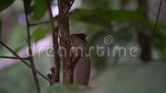 东方花园蜥蜴在树上视频的预览图