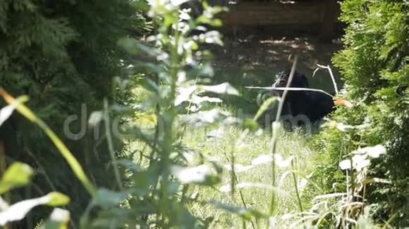 快乐的宠物生活整齐的纯种狗在院子里的草地上休息视频的预览图