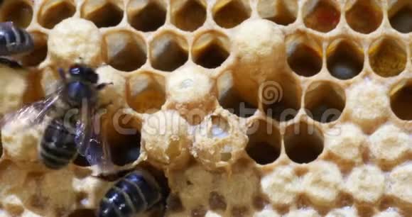 欧洲蜂蜜蜜蜂意大利蜜蜂曼斯布罗德诺曼底蜜蜂实时视频的预览图