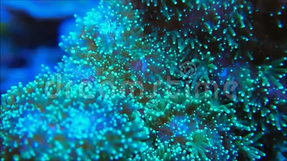当前的珊瑚藻视频的预览图
