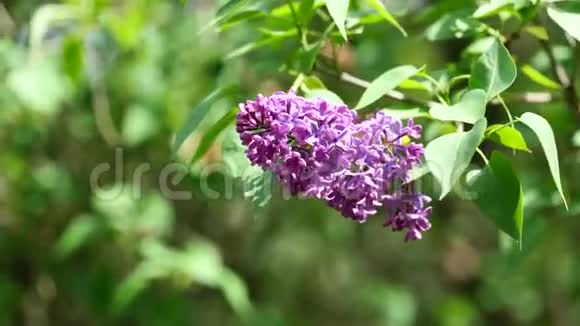 紫薇花丛在温和的风中盛开4K分辨率视频的预览图