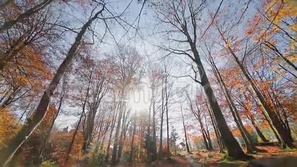 公园里的秋天秋天公园的镜头移动看看从下到上的秋叶视频的预览图