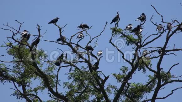 树枝上的乌鸦飞雀树上的乌鸦黑鸟关门视频的预览图