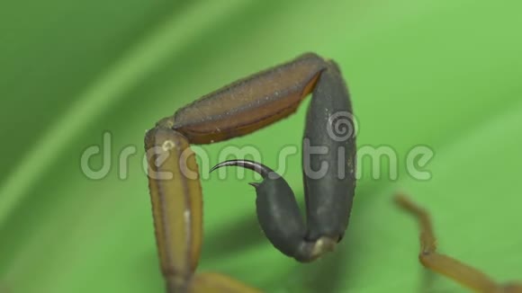 哥斯达黎加热带雨林蝎子毒刺视频的预览图