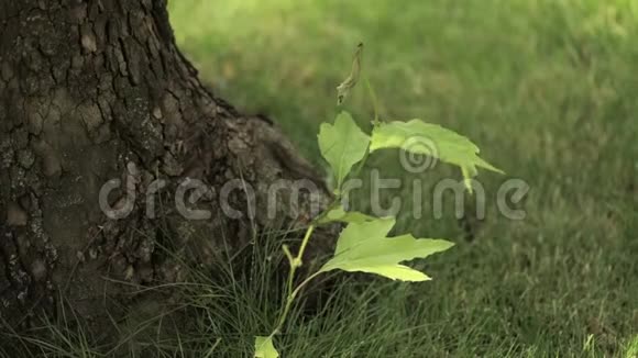 小枫树随风摇动树叶小枫树的穗老树旁边的小枫树视频的预览图
