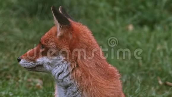 红狐秃鹫成年人站在草地上诺曼底实时视频的预览图
