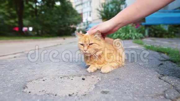 雄手特写宠物流浪猫在路上休息视频的预览图