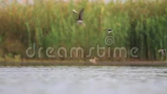 鸟儿飞过湖面喝水视频的预览图