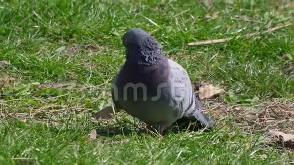 可爱的鸽子清理绿色草坪特写上的羽毛视频的预览图