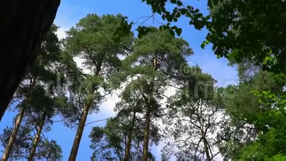 晴天松绿林背景视频的预览图