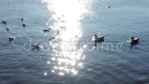 漂浮在太阳周围的鸭子缓慢运动的反射视频的预览图