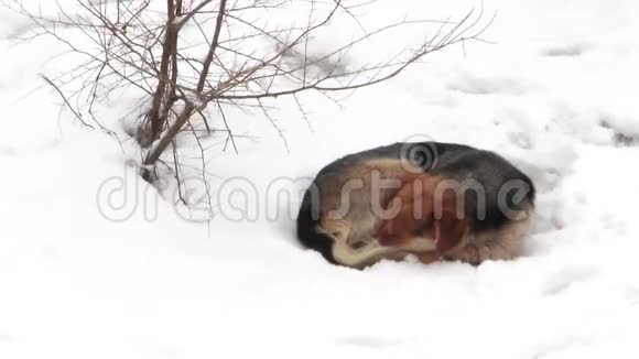 睡在雪地上的狗视频的预览图