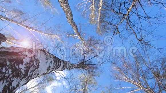 早春桦树的顶端随风摇摆树叶开始绽放视频的预览图