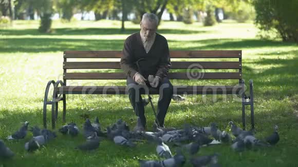 安静的老人坐在公园的长凳上喂鸽子晚年孤独视频的预览图