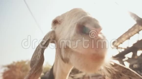 孟买街头的滑稽羔羊把头靠近视频的预览图