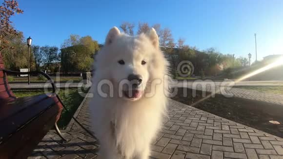 大白狗在公园特写视频的预览图