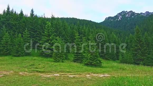 看看斯洛伐克国家公园马拉法特拉附近的马利罗祖特克山绿色树木清新的森林和田园自然视频的预览图