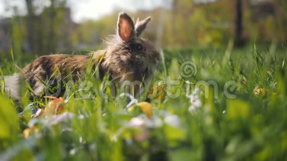 可爱的小兔子坐在复活节彩蛋附近的草地上节日的象征视频的预览图