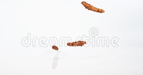 姜黄姜黄根落在白色背景下印度香料慢运动视频的预览图