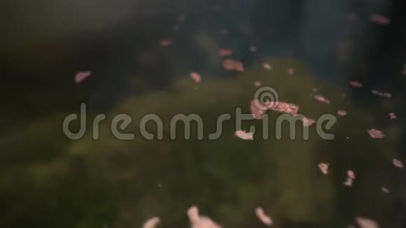在家里养金鱼金鱼从水面吃鱼的食物视频的预览图