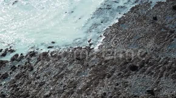金吉尔有趣的狗享受美丽的一天走在岩石海岸跟踪射击视频的预览图