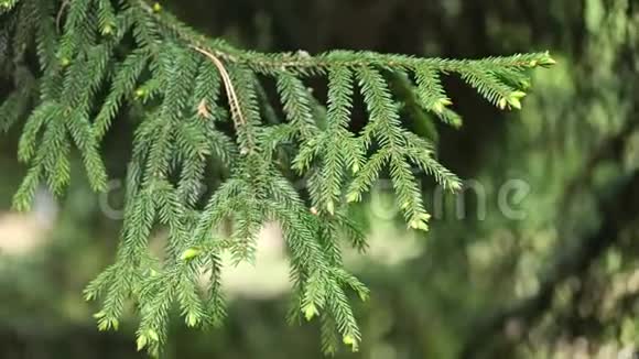 东方云杉树在春季微风中的分支4K视频的预览图