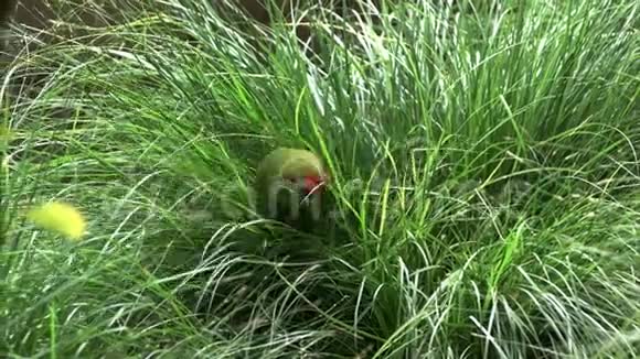 红冠鹦鹉在长草中觅食视频的预览图