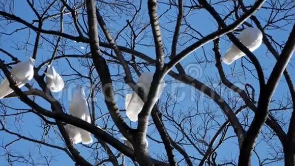 白色鸽子公园里美丽的白鸽视频的预览图