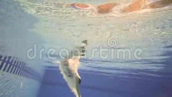 比基尼的女人在水下游泳美丽的太阳耀斑缓慢地运动视频的预览图
